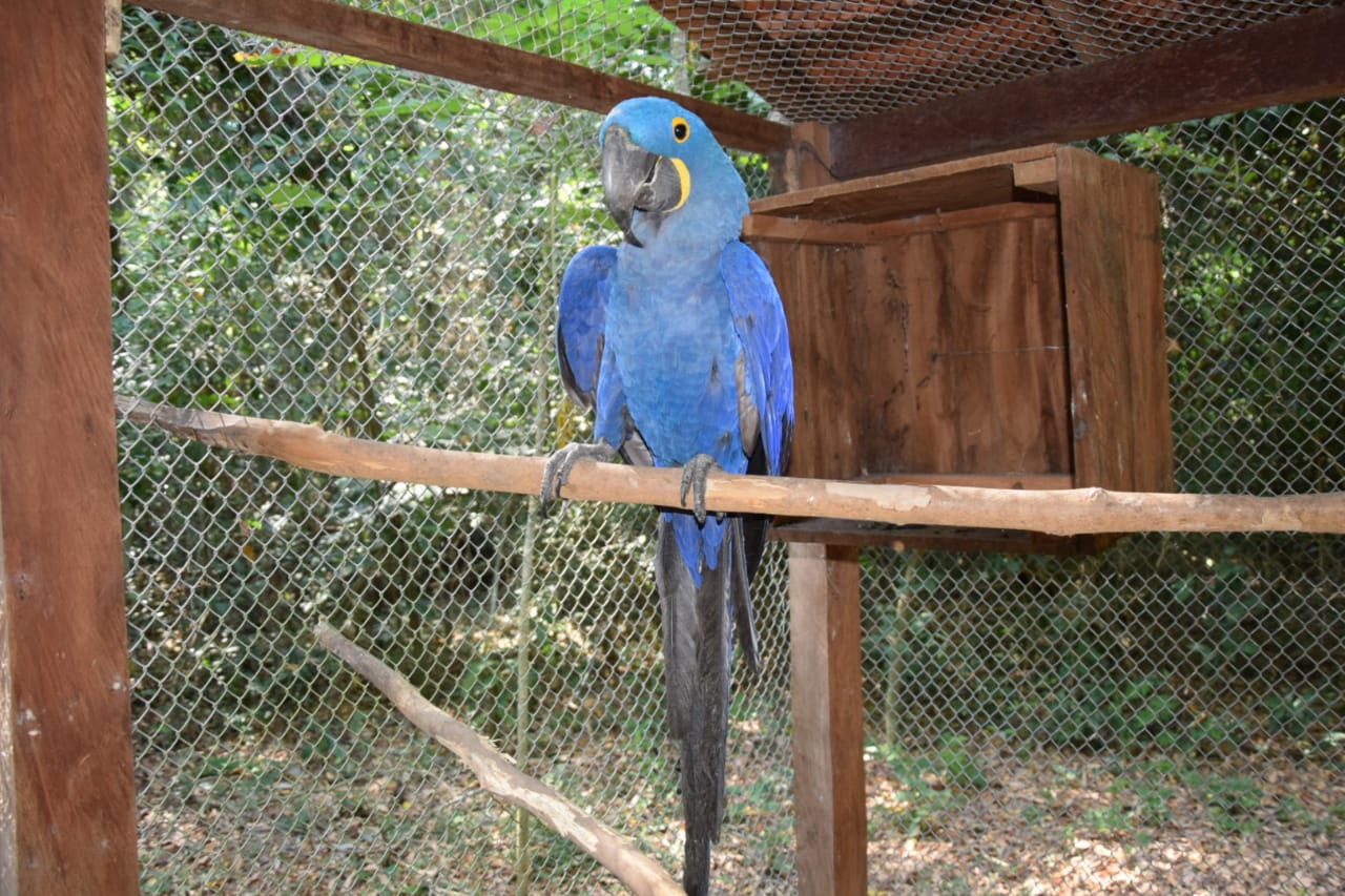 guacamayo1